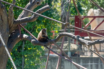 Capuchin monkey eating a fruit on a tree branch