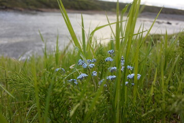 flowers of the North of Russia near the banks of rivers and lakes