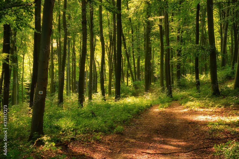 Sticker trail in the colorful green spring forest in hungary