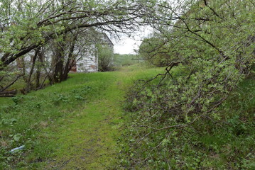 Fototapeta premium early summer landscape shots of the city