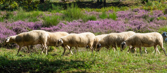 GERMANY.  Grazing sheep are used to prevent  the Scotch heather for beeing overgrown by bushes
