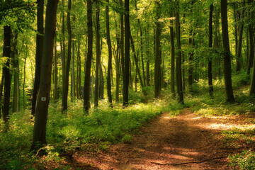 Trail in the colorful green spring forest in Hungary