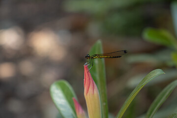 dragonfly on a pink flower