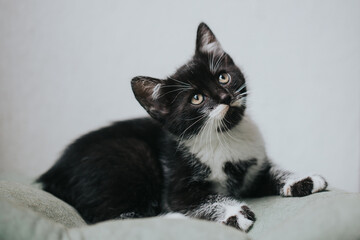 Beautiful adopted kitty portrait taken indoor. 