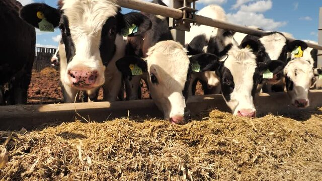 Beef cattle bulls eats hayin the herd on sunny day