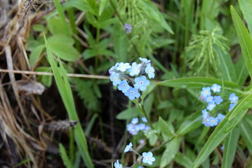 flowers of the North of Russia near the banks of rivers and lakes