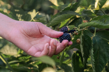Hand plucks a ripe juicy blackberry from the bush. Organic berries, farming, close-up