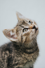 Beautiful adopted kitty portrait taken indoor. 