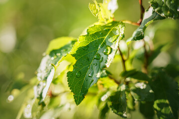 Obraz premium Shot of leaves with water drops after heavy rain