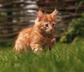 Naklejka na ściany i meble One beautiful ginger maine coon kittens sitting on green grass background on summer sunny weather. Fun