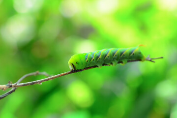 Close-up green caterpillar of the Hawk-moth on natural background 