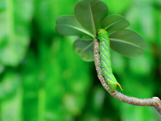 Fototapeta premium The privet hawk moth caterpillar (Sphinx ligustri)