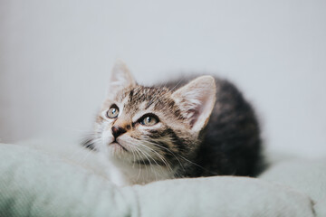 Beautiful adopted kitty portrait taken indoor. 