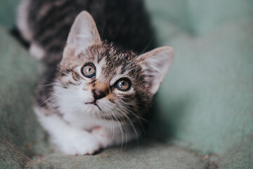 Beautiful adopted kitty portrait taken indoor. 