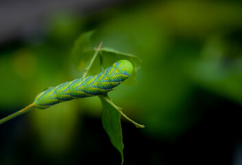 Close-up green caterpillar of the Hawk-moth on natural background 