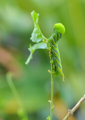 Hawk moth caterpillar eating a leaf on branch of Jasmine tree
