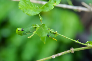 Hawk moth caterpillar eating a leaf on branch of Jasmine tree
