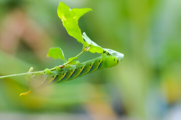 Hawk moth caterpillar eating a leaf on branch of Jasmine tree
