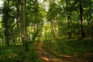 Trail in the colorful green spring forest in Hungary