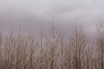 dry tress in the morning