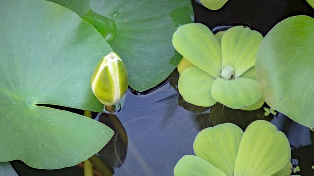 4K Time lapse of white Water Lily flower opens . Nymphaea blooming in pond is surrounded by leaves. Time-lapse of beautiful Lotus with reflection in lake.