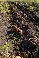 Long row of organic potatoes. The dug crop lies on the ground