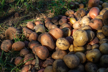 dug up red potatoes on an organic farm. Evening time and rays of sunset on a pile of potatoes