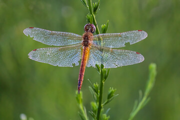 A dragonfly on a leaf