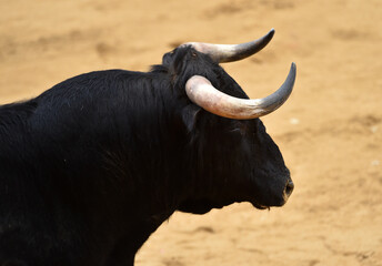 Obraz premium toro español en un espectaculo de toreo en españa