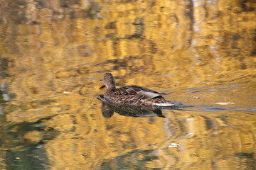 Female  Mallard On Autumn Waters, William Hawrelak Park, Edmonton, Alberta