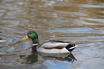 Mallard On The Lake, William Hawrelak Park, Edmonton, Alberta