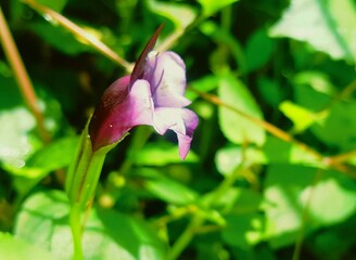 small flower in my garden