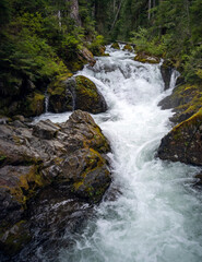 Gorgeous Deer Creek cascading and bursting thru the boulders and branches with a natural mountain setting in the Mount Rainier National Park in Washington State