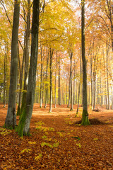 autumn in the forest