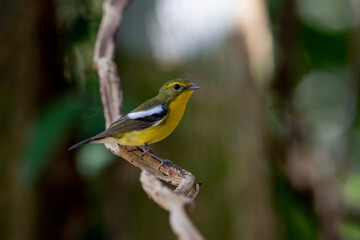Female of Green-backed Flycatcher perching on a tree branch