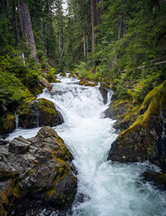 Fototapeta na wymiar Gorgeous Deer Creek cascading and bursting thru the boulders and branches with a natural mountain setting in the Mount Rainier National Park in Washington State
