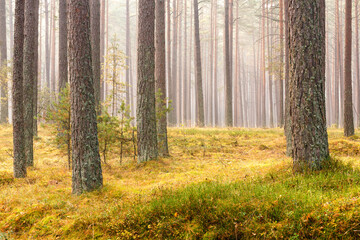 morning in the woods