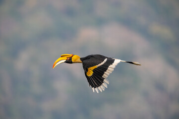 Big bird flying on blue sky ,Female of Great Hornbill