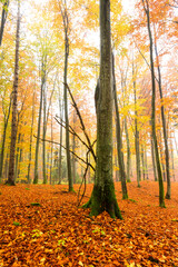 Obraz premium autumn forest in the morning