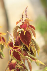 Obraz premium pretty plant with beautiful leaf color