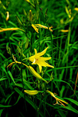 Yellow flower on a background of green leaves