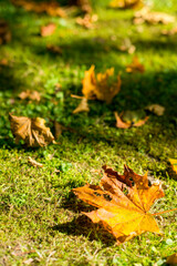autumn leaves on the ground