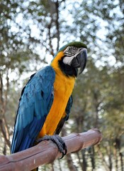 colorful portrait of macaw, close up image of parrot, selective focus, blur background