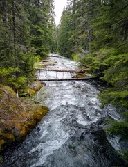 Keuken foto achterwand Bosrivier Marvelous Chinook Creek glistening on a warm spring day in an old growth forest with boulders and logs branching across the river in Washington State