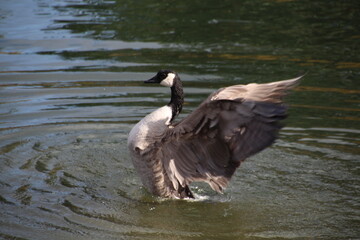 The Wings Of The Goose, William Hawrelak Park, Edmonton, Alberta