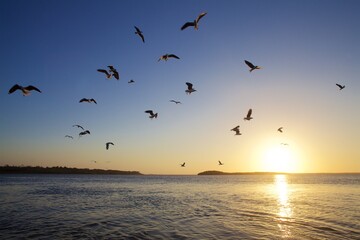 Birds flying over brazilian river at sunset