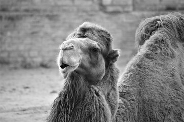 Close up view of  camel for background, Black and white, selective focus