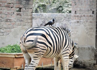Fototapeta na wymiar crow sitting on the back of zebra, stripes, black and white 