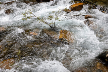 A young standing tree surrounded by rapid flow of clear water over a small creek with white bubbles