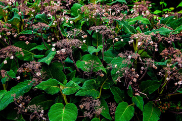 Flowers bloom in green leaves